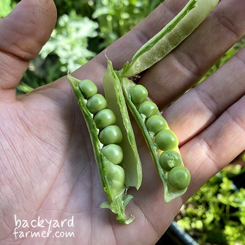 pea pods ready for harvest