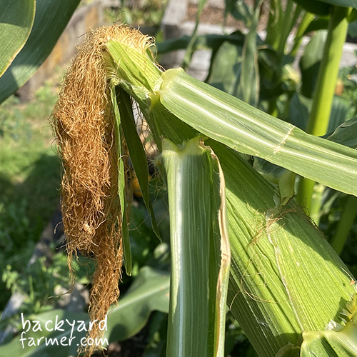 sweetcorn silks that are ready to harvest