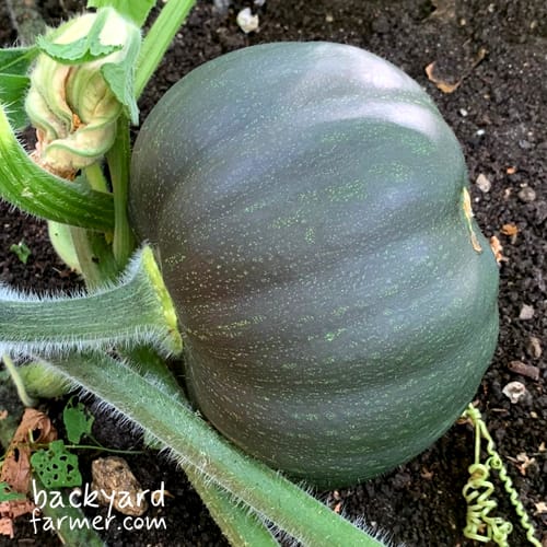 winter squash in an allotment bed