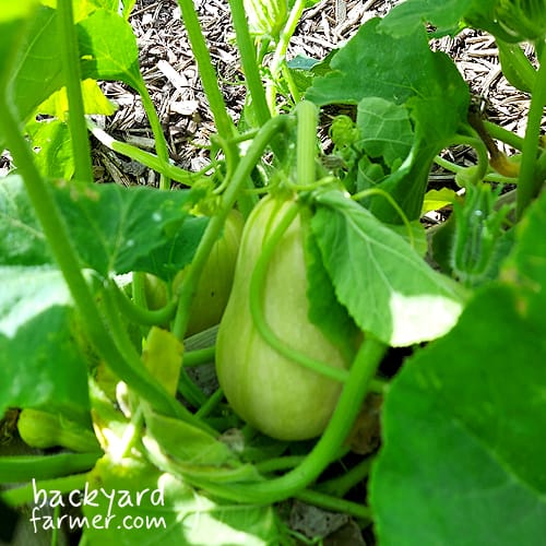 winter squash on the allotment