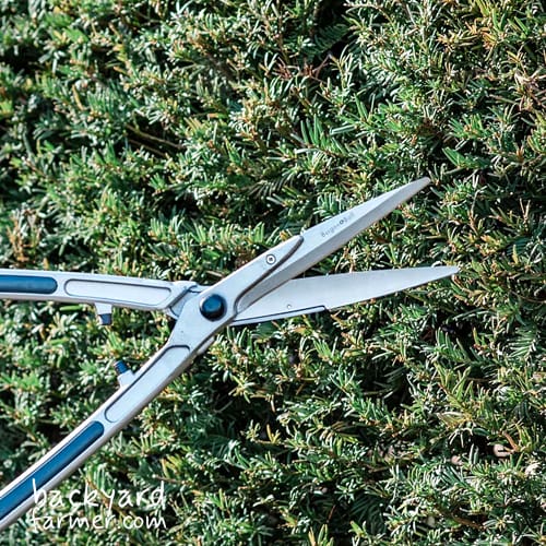 Burgon & Ball RHS Topiary Hedge Shears