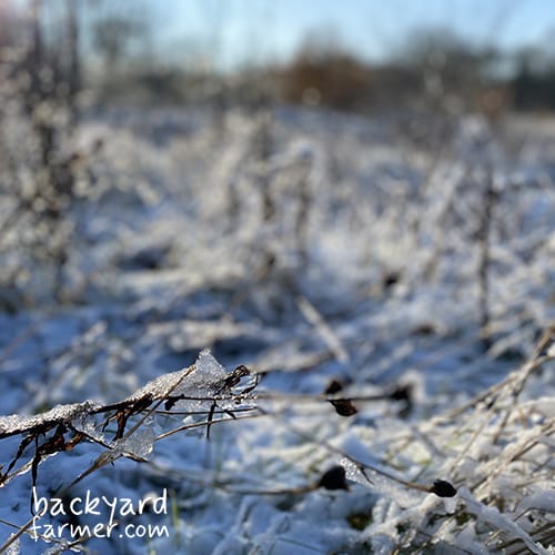 Frost dates in Britain