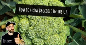 How to Grow Broccoli in the UK