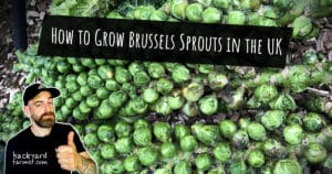 How to Grow Brussels Sprouts in the UK
