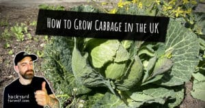 How to Grow Cabbage in the UK
