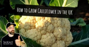 How to Grow Cauliflower in the UK
