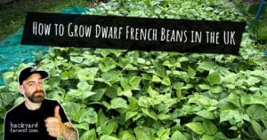 How to Grow Dwarf French Beans in the UK