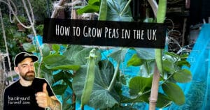 How to Grow Peas in the UK