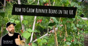 How to Grow Runner Beans in the UK