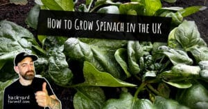 How to Grow Spinach in the UK