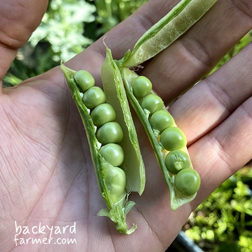 Peas in a pod fresh from the plot