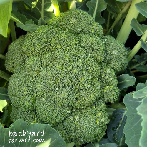 broccoli calbrese at the allotment plot