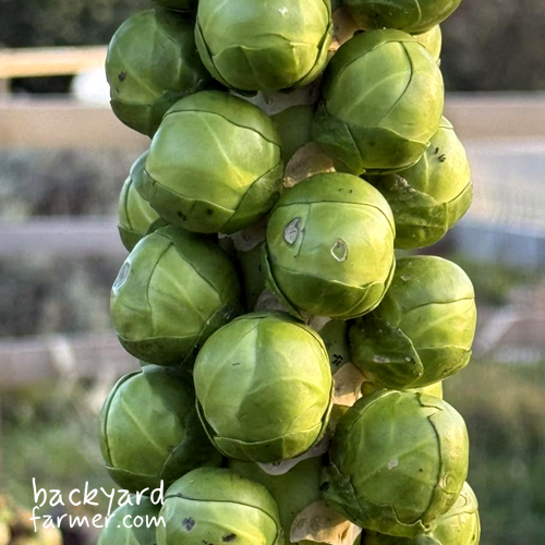 sprout