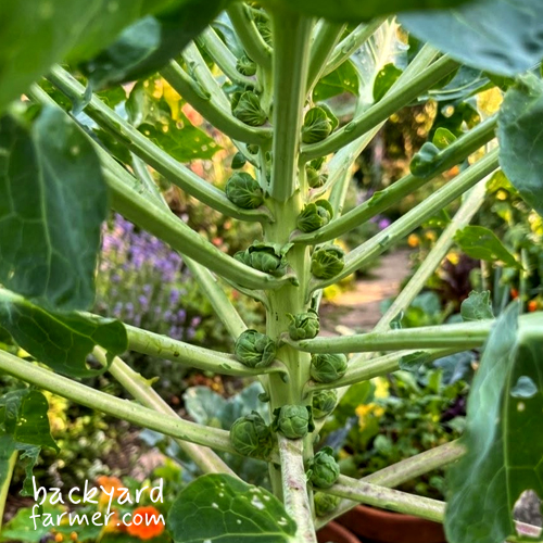 brussel sprouts developing for christmas dinner