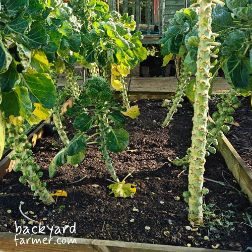 brussel sprouts in a raised bed, well spaced