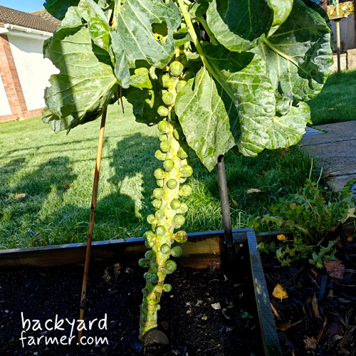 brussel sprouts in the winter at home