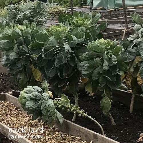 brussel sprouts on the allotment