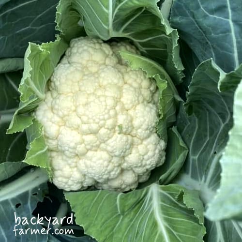 cauliflower grown at the allotment uk