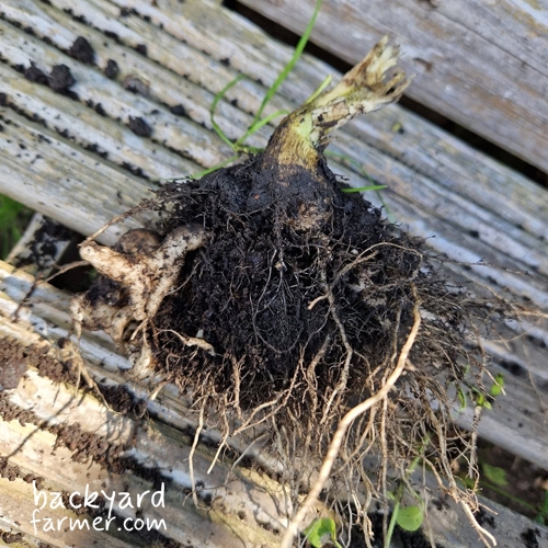 club root on a cauliflower plant