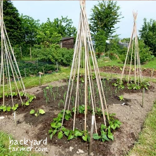freshly planted runner beans