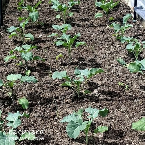 growing broccoli on the allotment in the UK