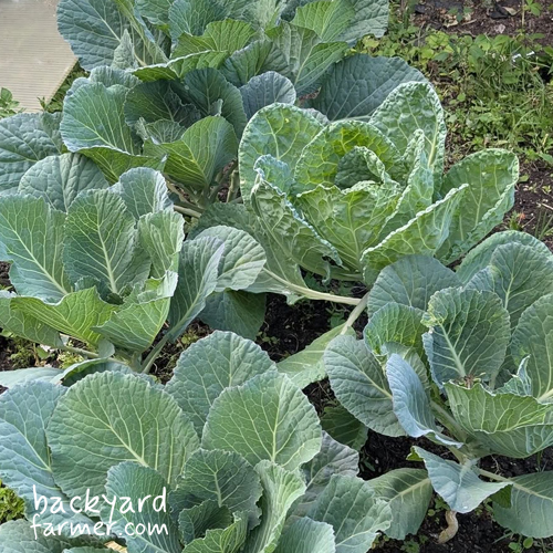 growing cabbages