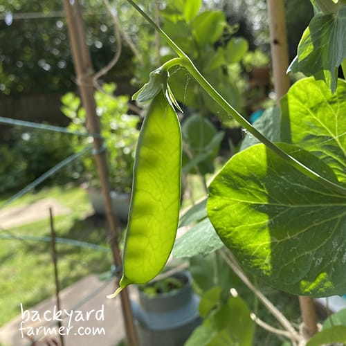 mange tout pea pods