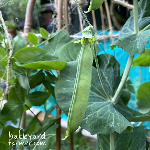peas grown on my home plot on the wirral