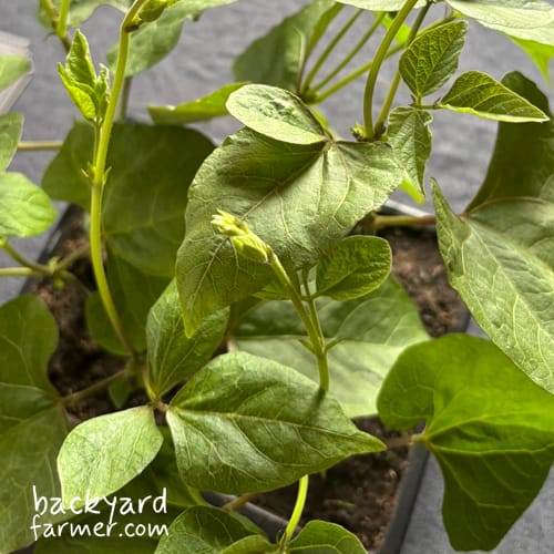 runner bean seedlings started indoors