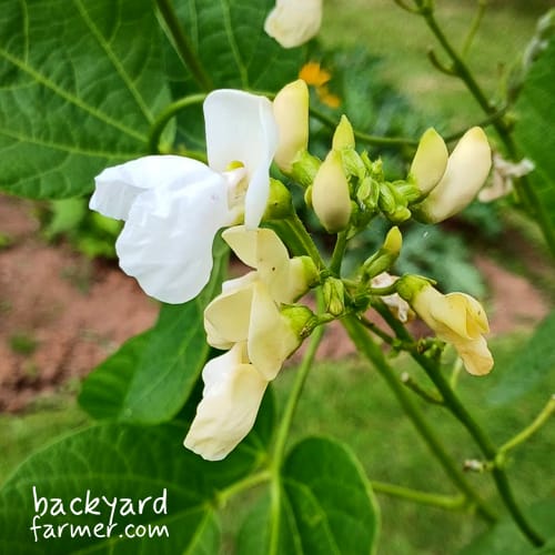 runner beans grown on the allotment wirral