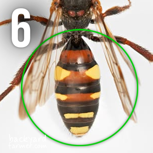 A female bee with abdominal plates that are 6 segments