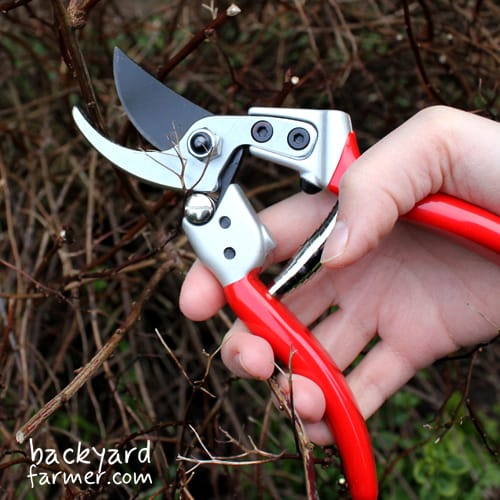Darlac Expert Bypass secateurs