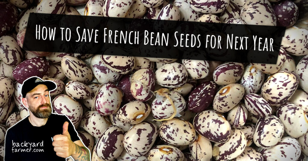 How to Save French Bean Seeds for Next Year
