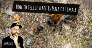 How to Tell if a Bee Is Male or Female