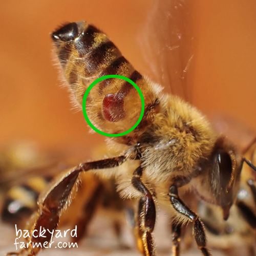 Varroa Mites on a honey bee