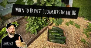 When to Harvest Cucumbers in the UK