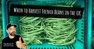 When to Harvest French Beans in the UK