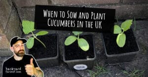 When to Sow and Plant Cucumbers in the UK