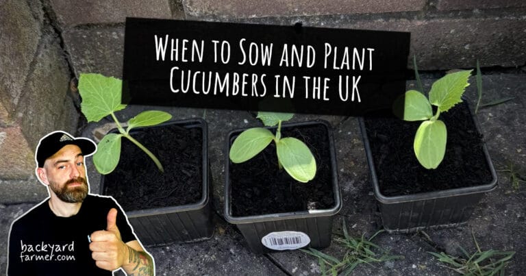 When to Sow and Plant Cucumbers in the UK