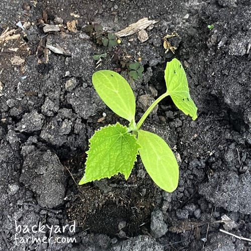 cucumber seedling on the allotment
