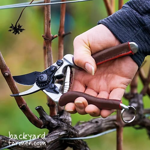 felco 6 Secateurs