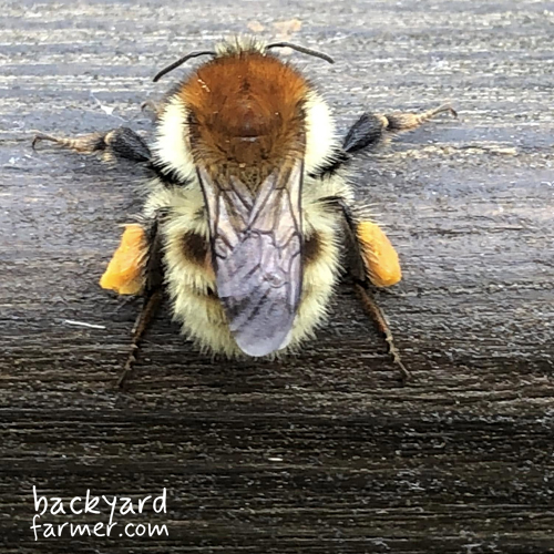 female bee with full pollen sacks