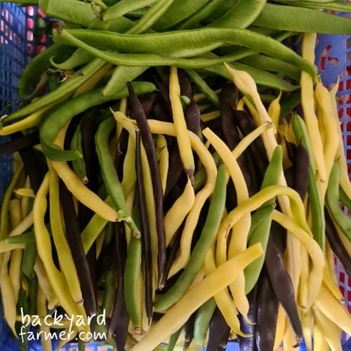 harvested runner beans from the allotment