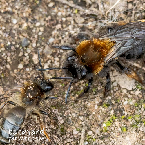 male and female bees