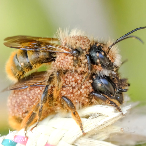 mites on solitary bees