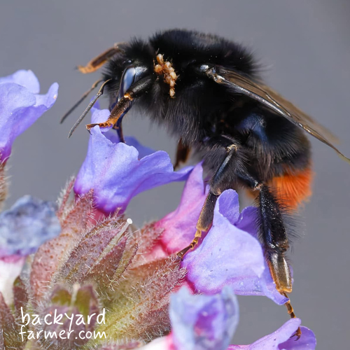 red tailed bumblebee with mites