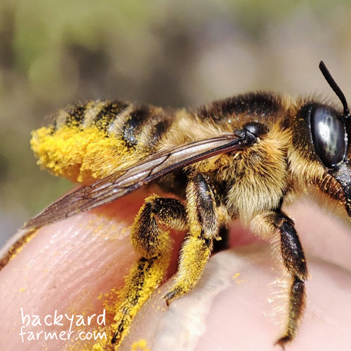 solitary bee pollen brushes