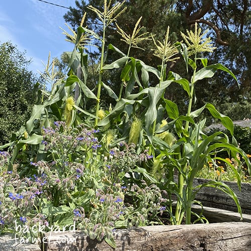 sweetcorn coming into harvest season at the allotment