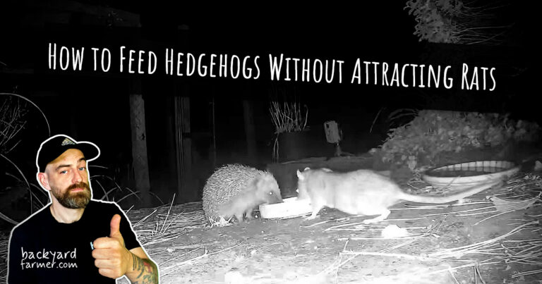 How to Feed Hedgehogs Without Attracting Rats