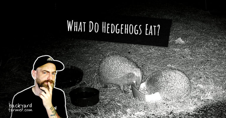What Do Hedgehogs Eat